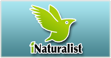 iNaturalist logo